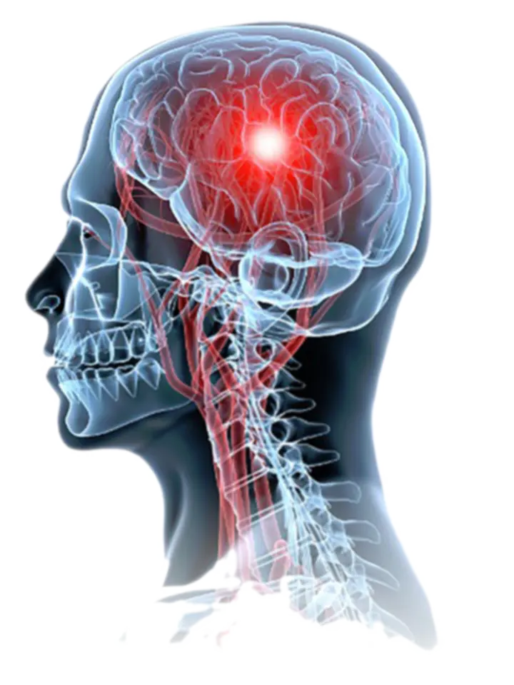 Illustration cerveau humain